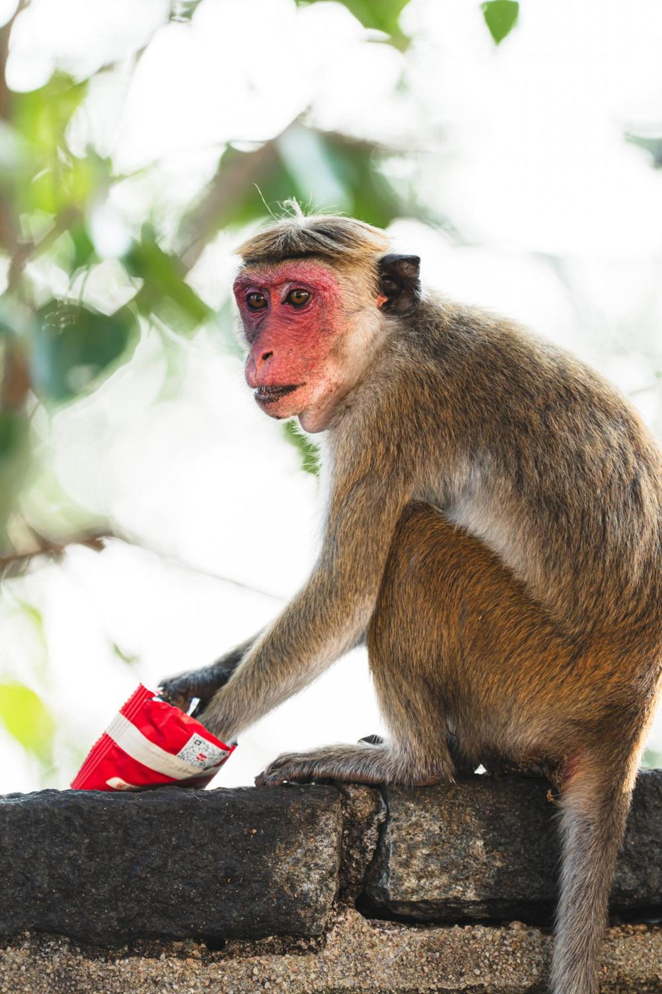 Sundaras Sigiriya Jungles Caves Resort Дамбула Екстериор снимка